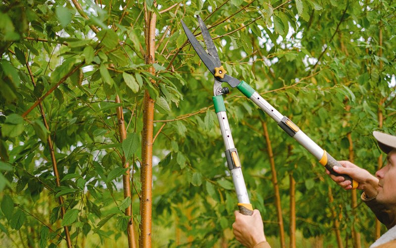 Tree trimming in Manning, OR